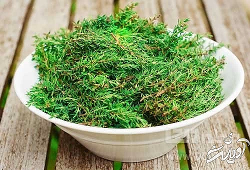 طبع آویشن و خواص آن چیست؟